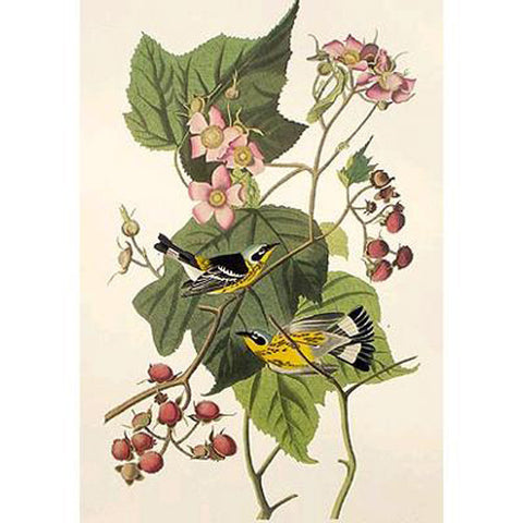 Black & Yellow Warbler Princeton Print - New-York Historical Society Museum Store