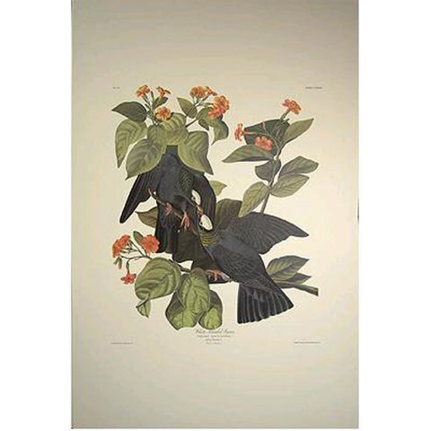 White-Crowned Pigeon Princeton Print