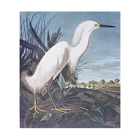 Snowy Heron / Egret Princeton Print