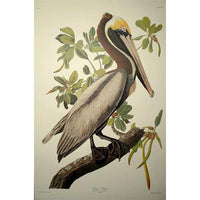 Brown Pelican Princeton Print - New-York Historical Society Museum Store