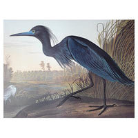Blue Crane Princeton Print - New-York Historical Society Museum Store