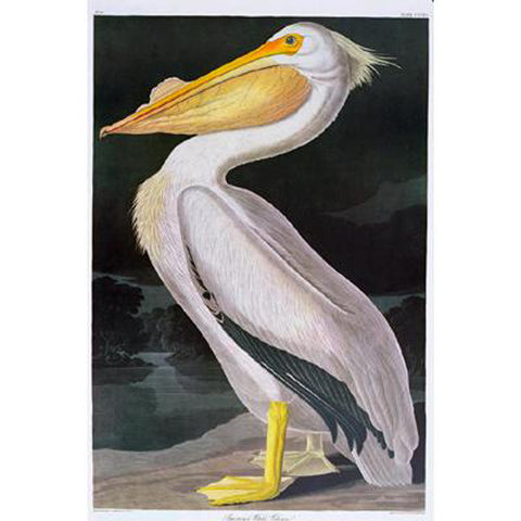 American White Pelican Princeton Print - New-York Historical Society Museum Store