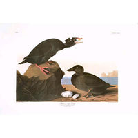 Black or Surf Duck Princeton Print - New-York Historical Society Museum Store