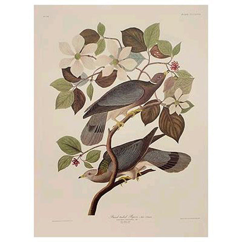 Band-Tailed Pigeon Princeton Print - New-York Historical Society Museum Store