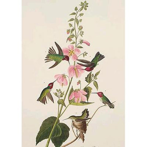 Columbian Hummingbird Princeton Print - New-York Historical Society Museum Store
