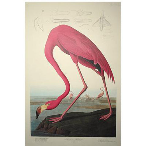 American Flamingo Princeton Print - New-York Historical Society Museum Store