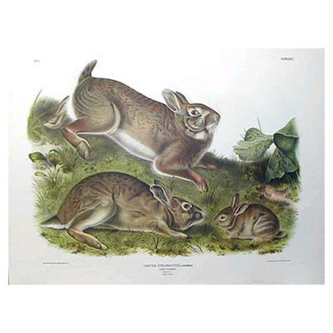 Grey Rabbit Princeton Print