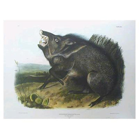 Collared Peccary Princeton Print - New-York Historical Society Museum Store