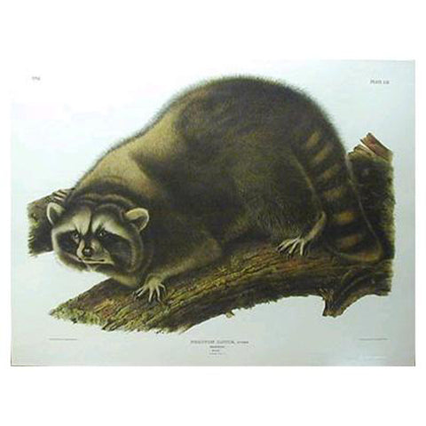 Raccoon Princeton Print