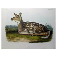 Common Deer (Fawn) Princeton Print - New-York Historical Society Museum Store