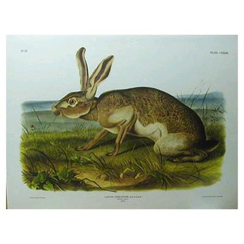 Texan Hare Princeton Print