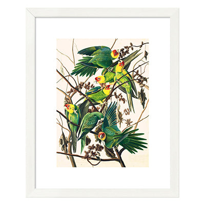 Audubon Carolina Parakeet Framed Print