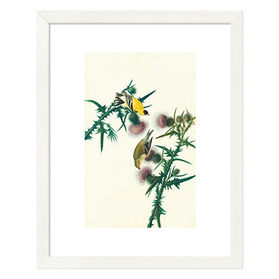 Audubon American Goldfinch Framed Print