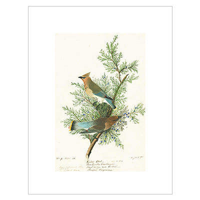 Audubon Cedar Waxwing Print
