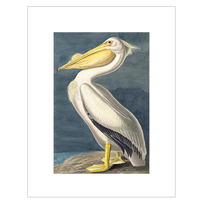 Audubon White Pelican Print