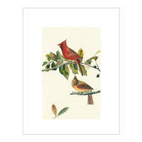 Audubon Northern Cardinal Print