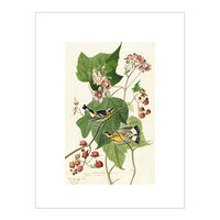 Audubon Magnolia Warbler Print
