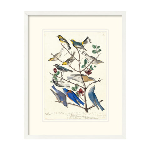Townsend's Warbler Framed Print