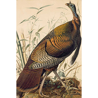 Audubon's Fifty Best Watercolors Oppenheimer Set of Prints