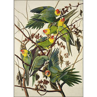 Carolina Parrot Oppenheimer Print Carolina Parrot Oppenheimer Print