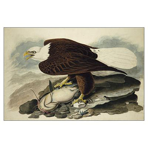 White-headed Eagle Oppenheimer Print
