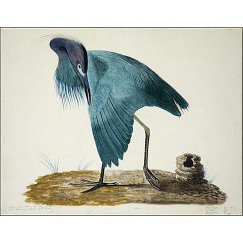 Blue Heron, male Oppenheimer Print - New-York Historical Society Museum Store