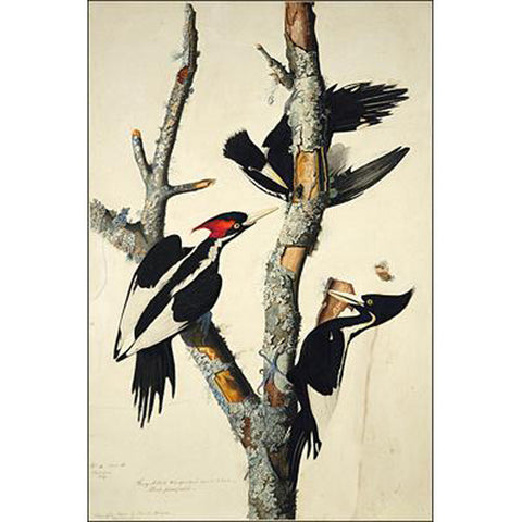 Ivory-billed Woodpecker Oppenheimer Print