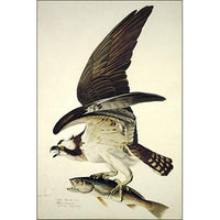 Fish Hawk or Osprey Oppenheimer Print