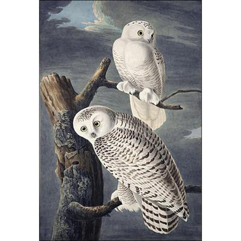 Snowy Owl Oppenheimer Print