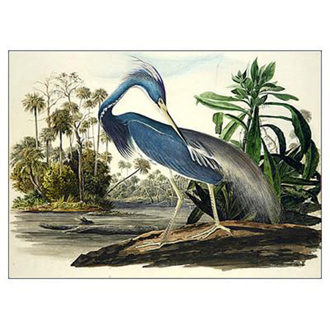 Louisiana Heron Oppenheimer Print