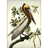 Brown Pelican, adult Oppenheimer Print - New-York Historical Society Museum Store