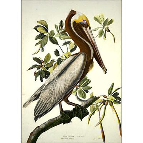 Brown Pelican, adult Oppenheimer Print - New-York Historical Society Museum Store