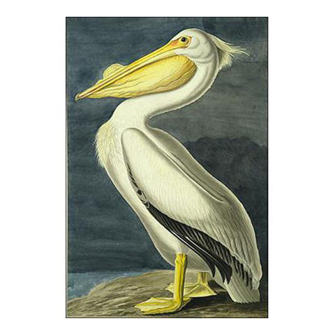 American White Pelican plate 311 Oppenheimer Print - New-York Historical Society Museum Store