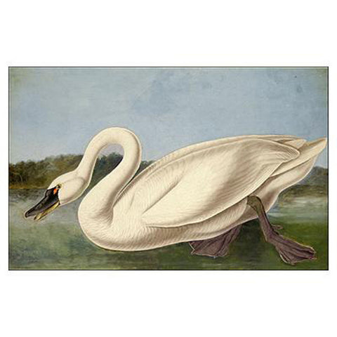 Common American Swan Oppenheimer Print - New-York Historical Society Museum Store