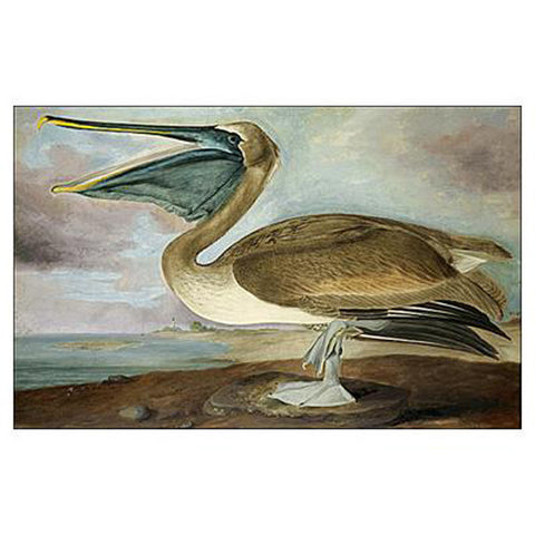 Brown Pelican, young Oppenheimer Print - New-York Historical Society Museum Store