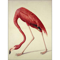 American Flamingo Oppenheimer Print - New-York Historical Society Museum Store