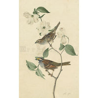 White Throated Sparrow Oppenheimer Print