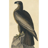Bird of Washington Oppenheimer Print - New-York Historical Society Museum Store