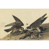 Great-footed Hawk Oppenheimer Print