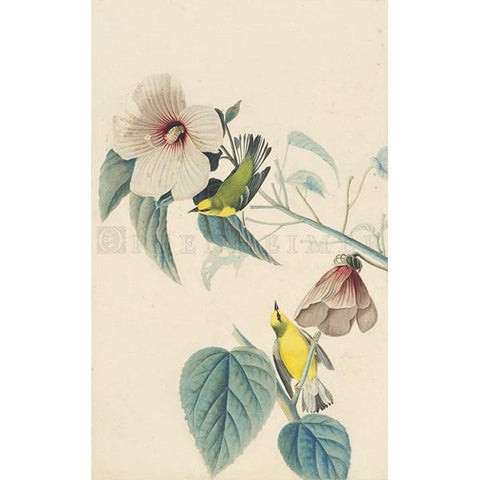 Blue-winged Yellow Warbler Oppenheimer Print - New-York Historical Society Museum Store