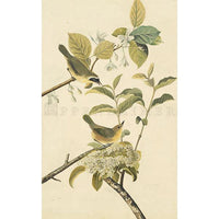 Yellow-breasted Warbler Oppenheimer Print