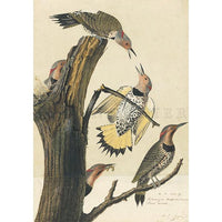 Golden-winged Woodpecker Oppenheimer Print