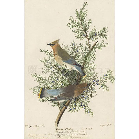 Cedar Bird Oppenheimer Print - New-York Historical Society Museum Store