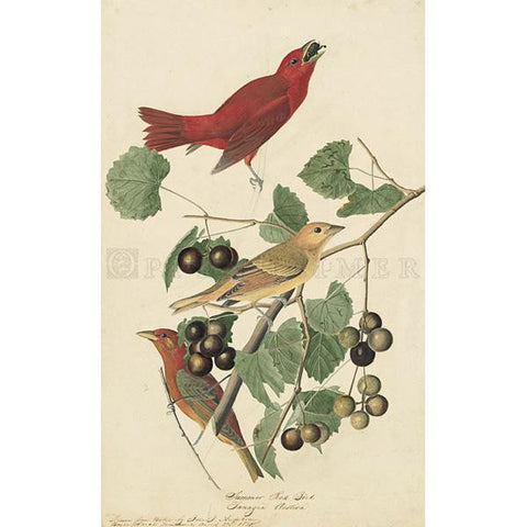 Summer Red Bird Oppenheimer Print