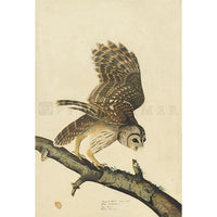 Barred Owl Oppenheimer Print - New-York Historical Society Museum Store