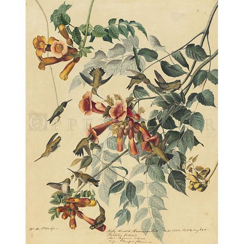 Ruby-Throated Humming Bird Oppenheimer Print