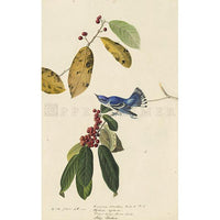 Cerulean Warbler Oppenheimer Print - New-York Historical Society Museum Store