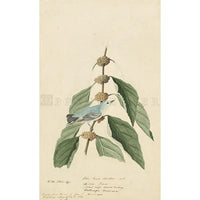 Blue-green Warbler Oppenheimer Print - New-York Historical Society Museum Store