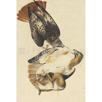 Red-tailed Hawk Oppenheimer Print
