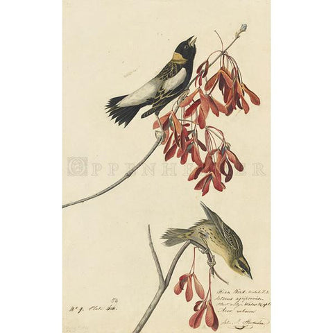 Rice Bird Oppenheimer Print